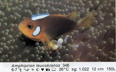 Amphiprion leucokranos